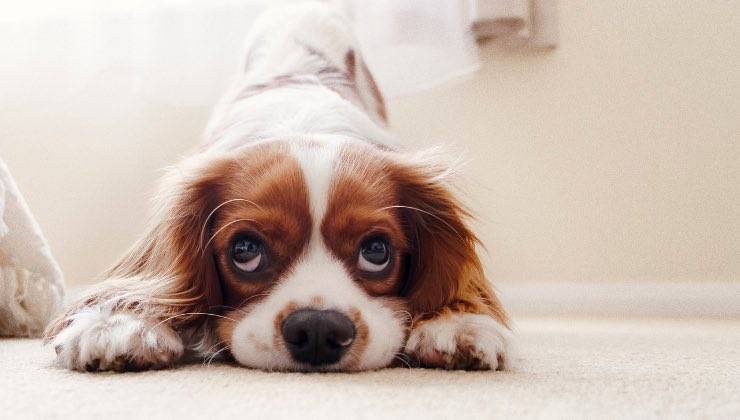 Cucciolo di cane sdraiato sul pavimento di casa 