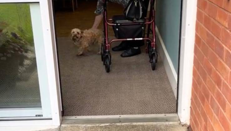 Cane di razza Cockapoo saluta la nonna della sua padrona 