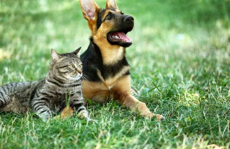 Cane e gatto all'aperto