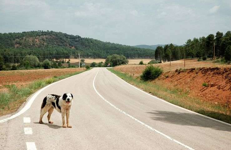 Cane su strada di campagna