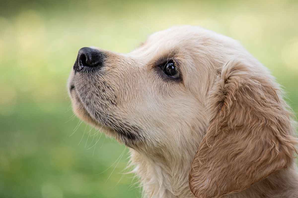 Cucciolo cane