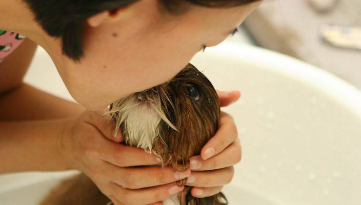 Bacio al cane durante il bagno in una piccola vasca 