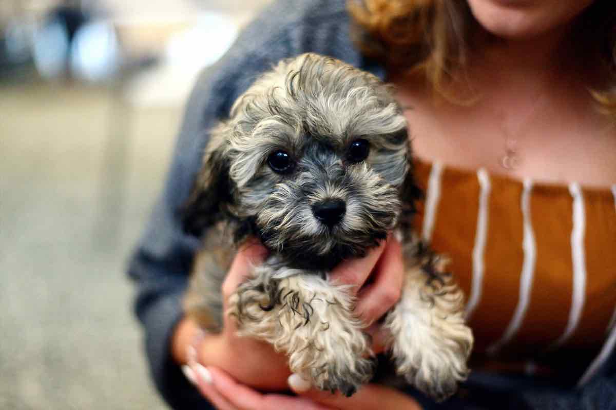 Il mio cane mi manda dei messaggi non molto chiari su quello che vuole, come faccio a capirlo?