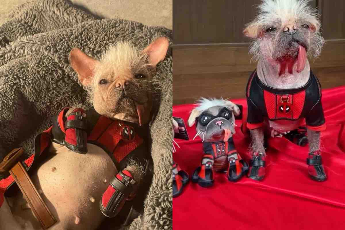 La cagnolina di Deadpool nella vita reale