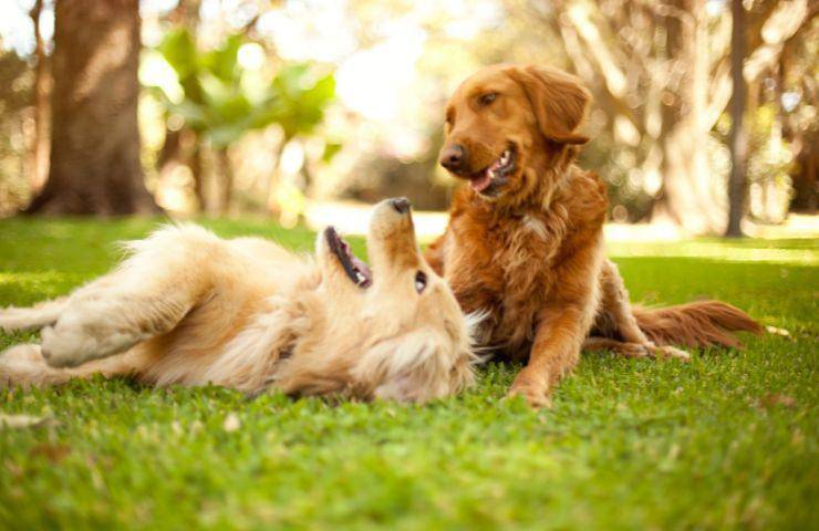 Cani in giardino