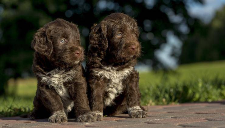 Due cuccioli di cane uguali 