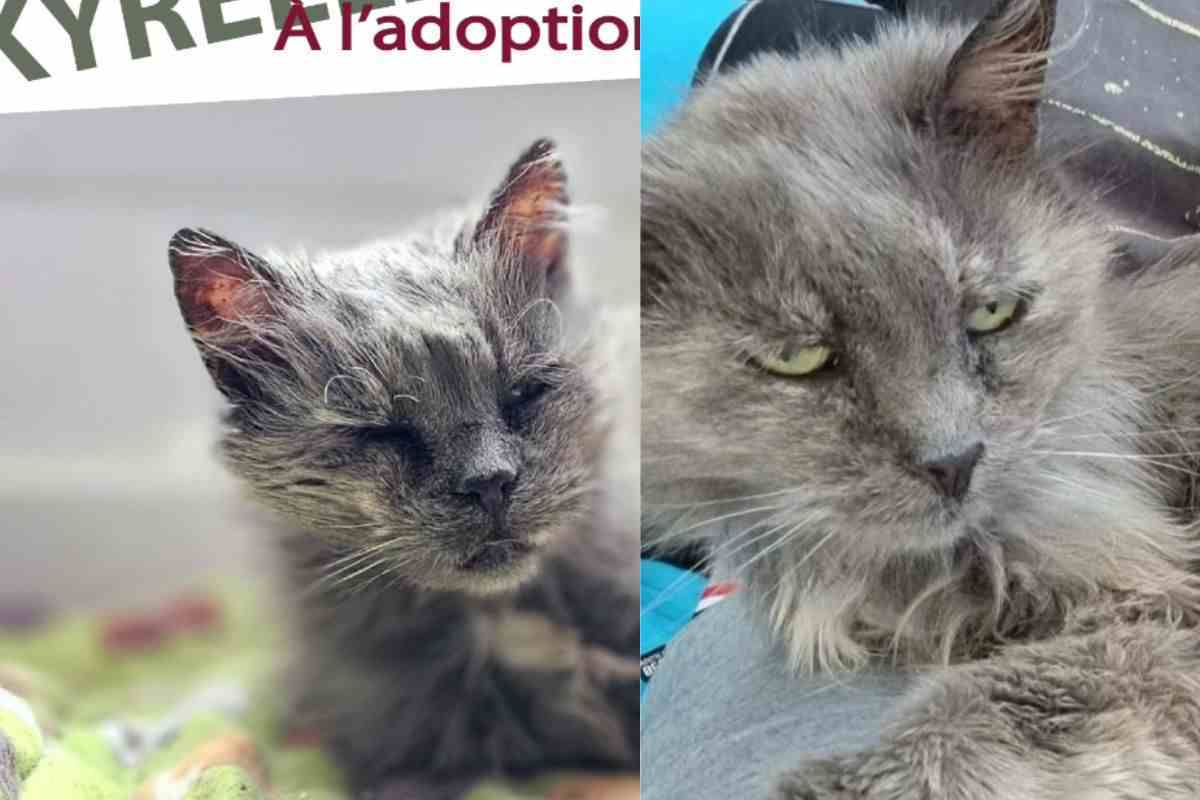 E' normale cacciare il proprio gatto dopo 17 anni perché si trova una fidanzata Eppure questo ragazzo lo ha fatto