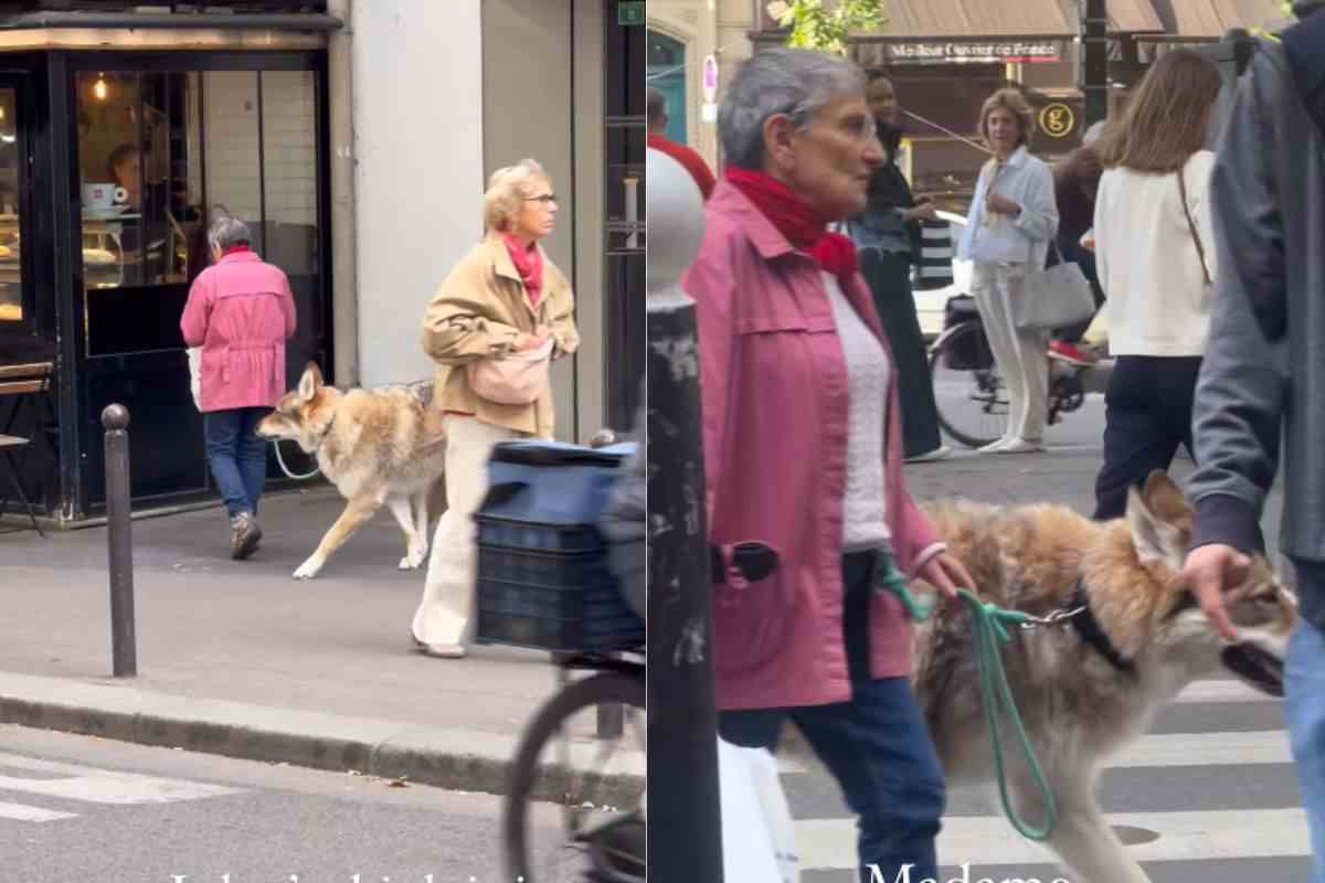 E' un cane o un lupo? Signora passeggia in strada con questo enorme animale destando l'attenzione dei passanti-VIDEO