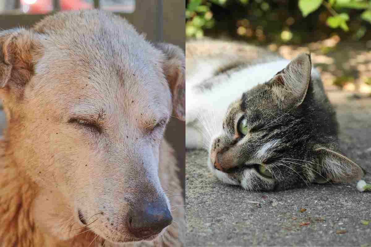 ENPA dispensa consigli: proteggi gli animali domestici dal caldo, fai così e saranno freschi tutta l'estate