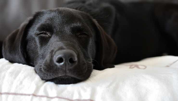 Labrador Retriever nero che ha sonno 