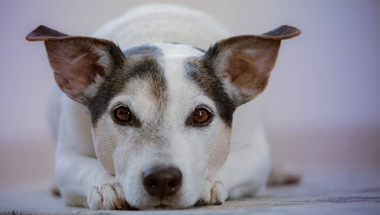 Cucciolo in attesa del nostro ritorno