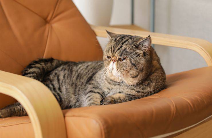 Exotic Shorthair