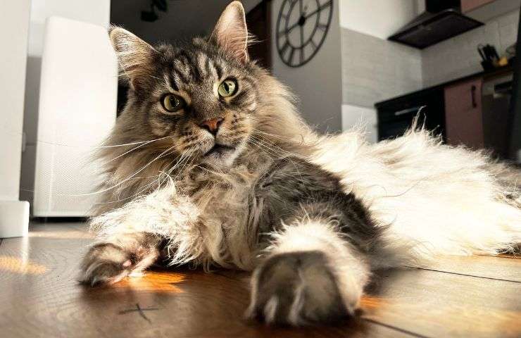 Maine Coon