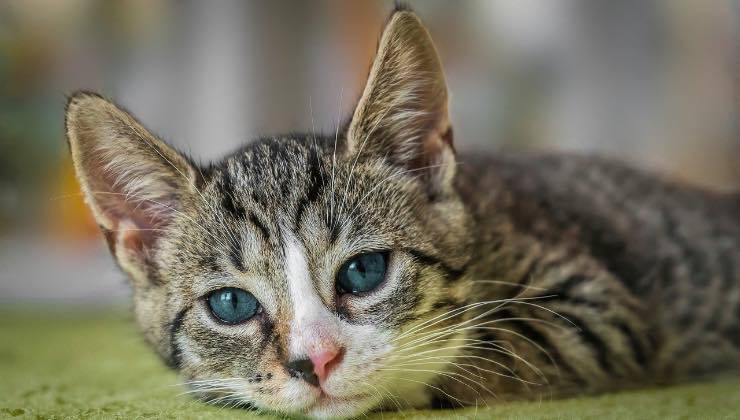 Piccolo gatto provato dal caldo sdraiato sul pavimento 