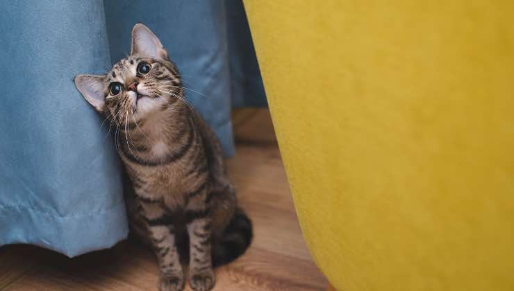 Piccolo gatto di ritorno da passeggiata con guinzaglio 