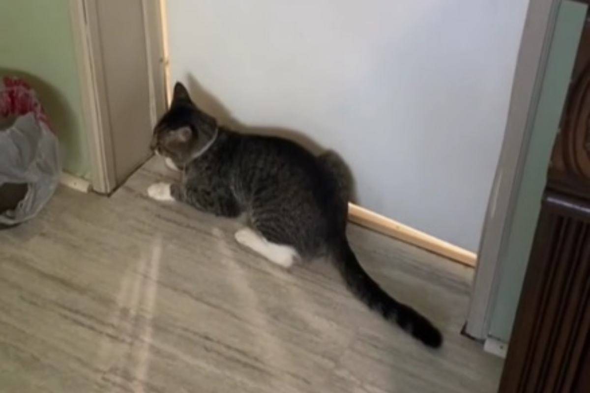 Gatto piagnucola davanti alla porta