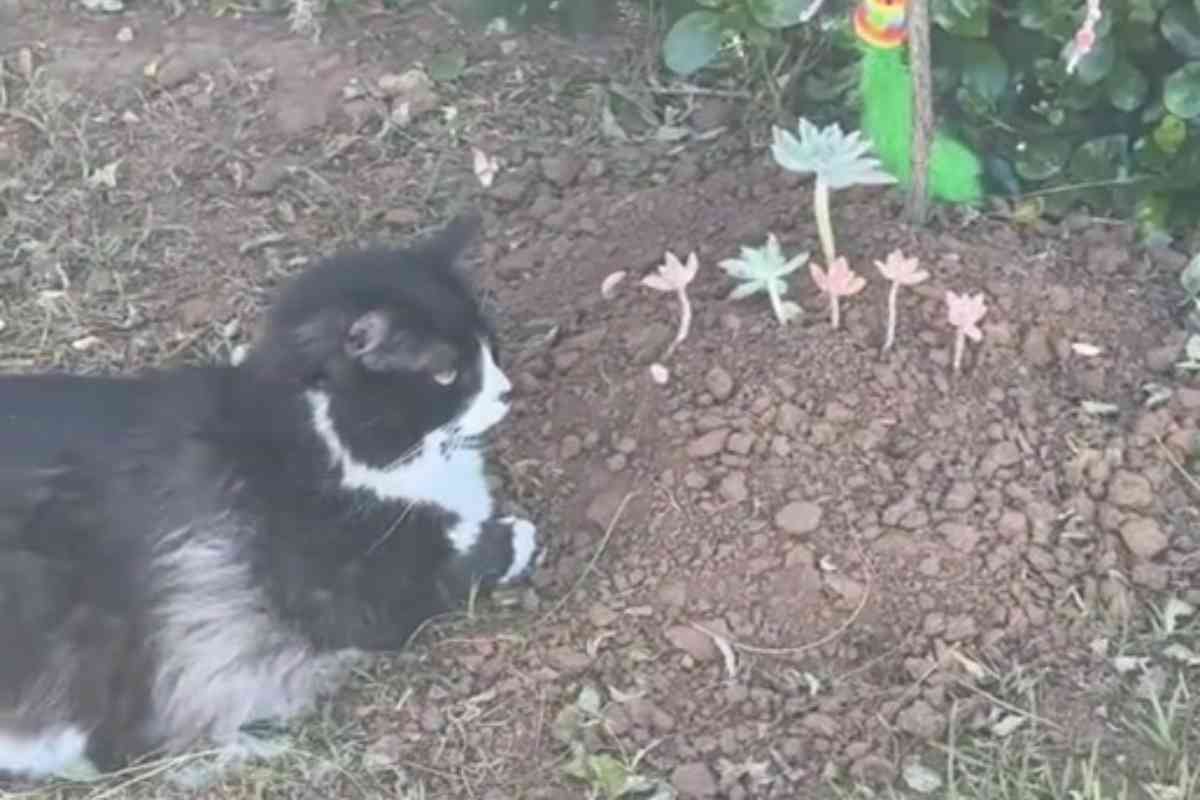 Gatto sulla tomba di un altro micio