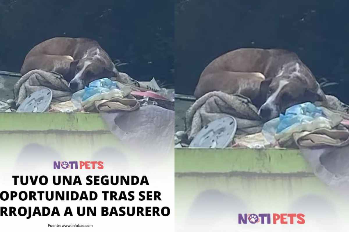 Gettato come spazzatura per un motivo terribilmente assurdo: il cucciolo ha fatto la pipì