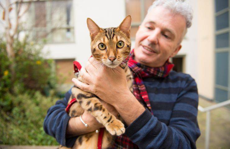 Gatto in braccio al padrone