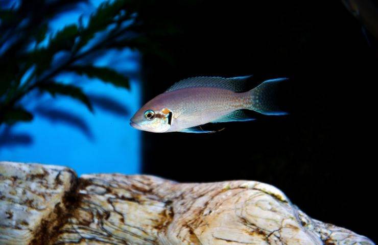 Pesce Neolamprologus savoryi