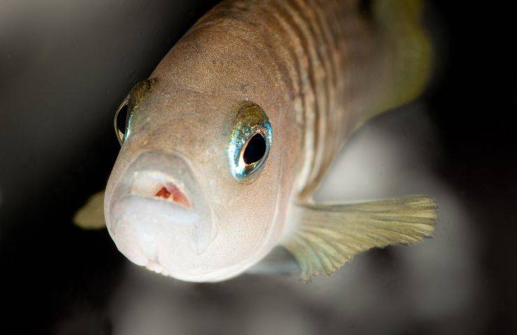 Pesce Neolamprologus savoryi