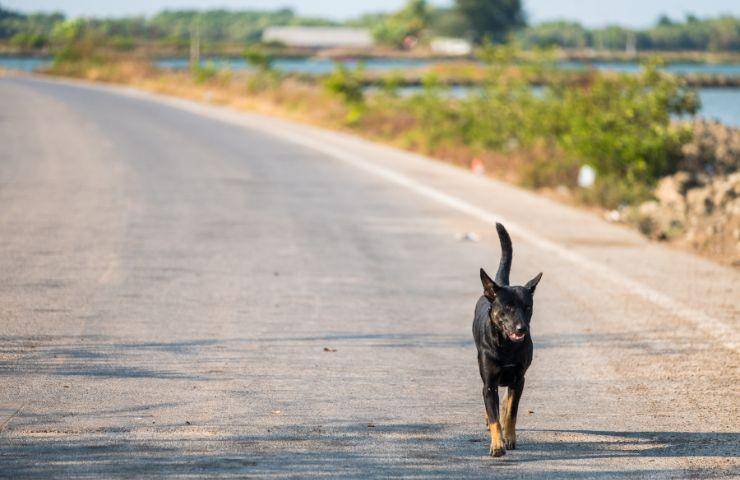 Cane in strada