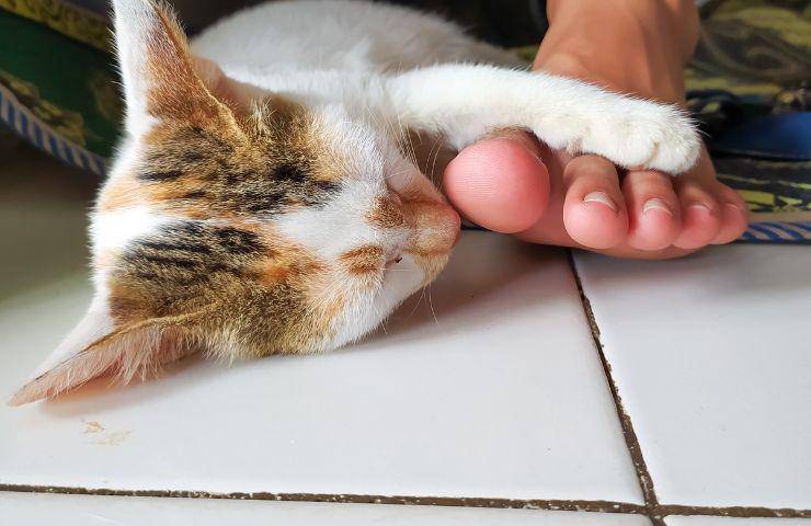 Gatto attacca i piedi