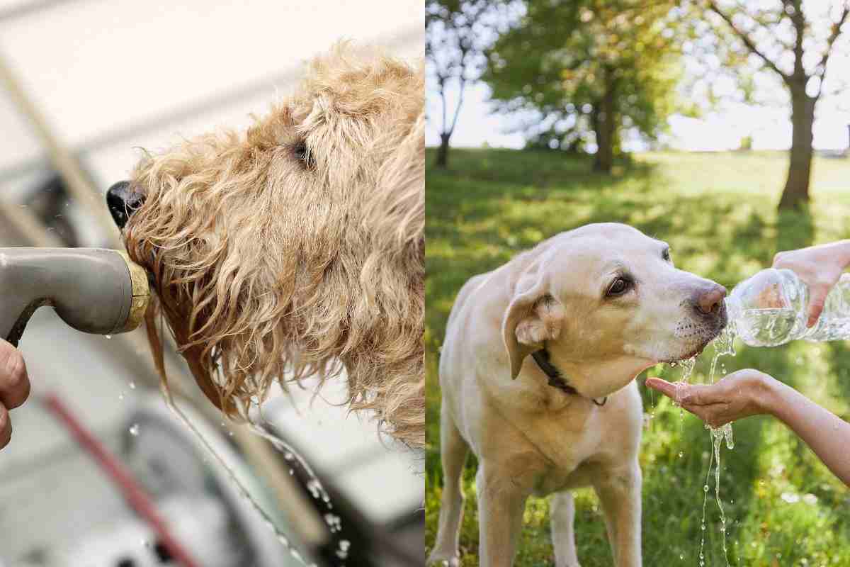 Il mio cane ha caldo, quali sono le parti del corpo da bagnare per far si che stia più fresco