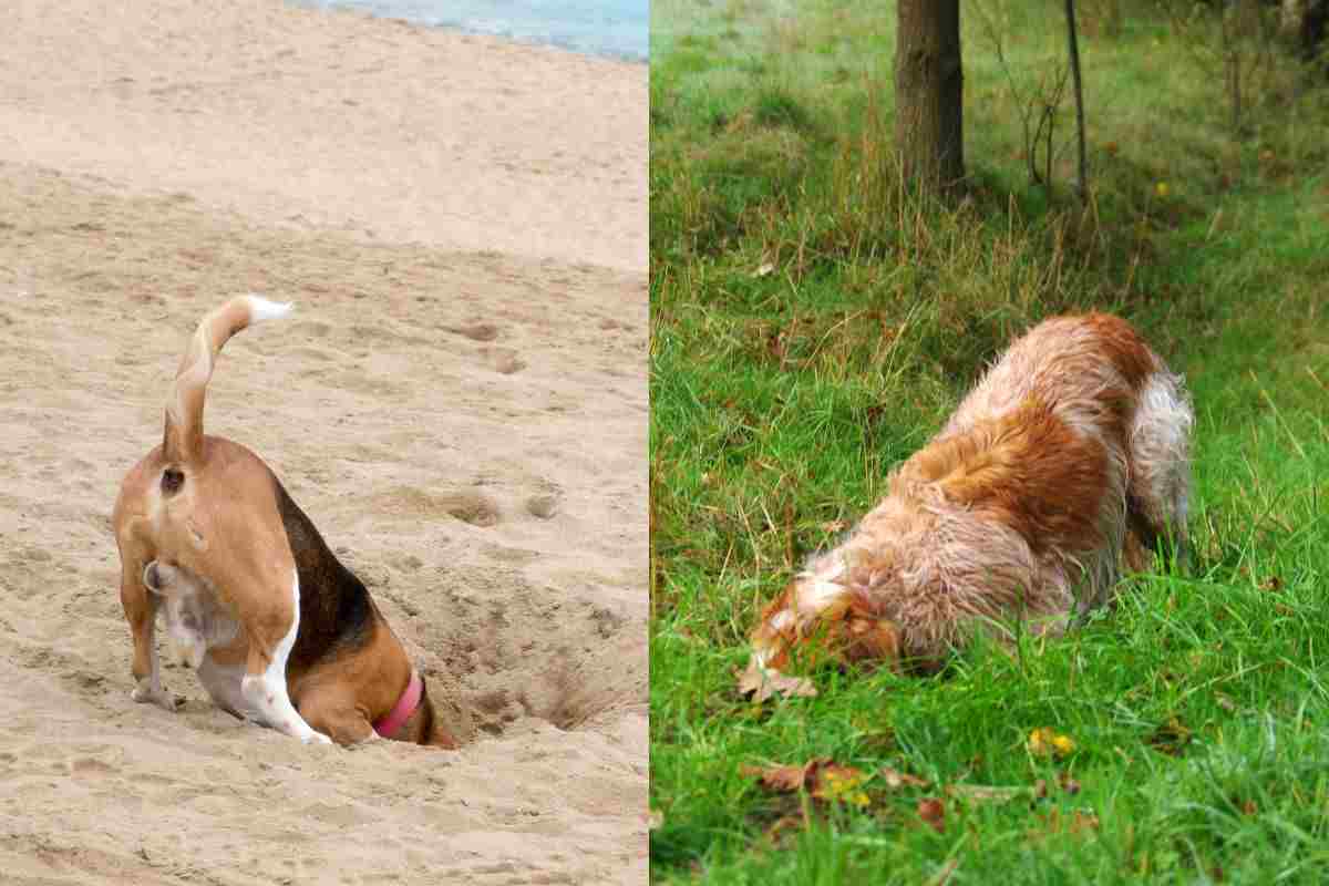 Il mio cane non fa altro che scavare buche in giardino, perché fa così e come posso fermarlo?