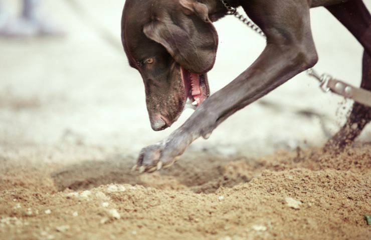 Cane scava nel terreno