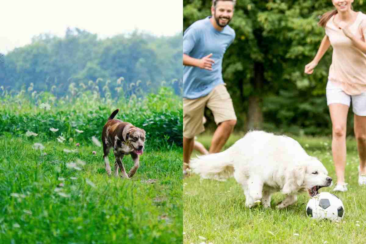 Il tuo cane potrebbe avere l'ADHD: scopri tutti i segnali rivelatori