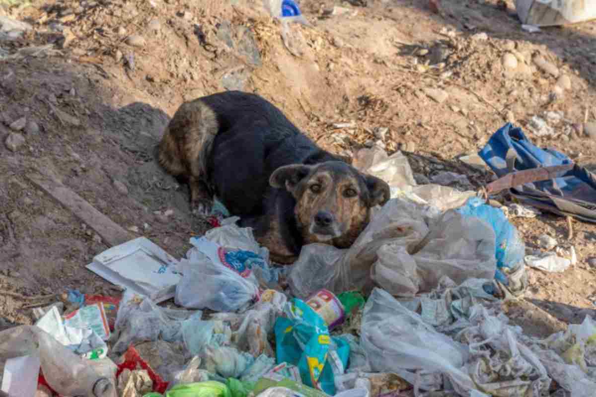 Ho trovato un cane abbandonato in strada, non so cosa fare. Come devo comportarmi? Come posso aiutarlo?