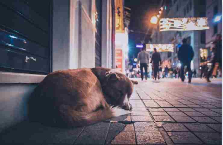 Ho trovato un cane abbandonato in strada, non so cosa fare. Come devo comportarmi? Come posso aiutarlo? (foto Canva-Amoreaquattrozampe.it)