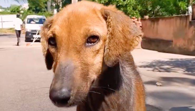 Cucciolo di cane dal pelo marrone al sole 