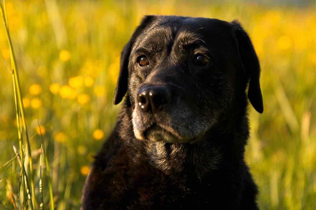 Lo sguardo di un cane di razza Labrador