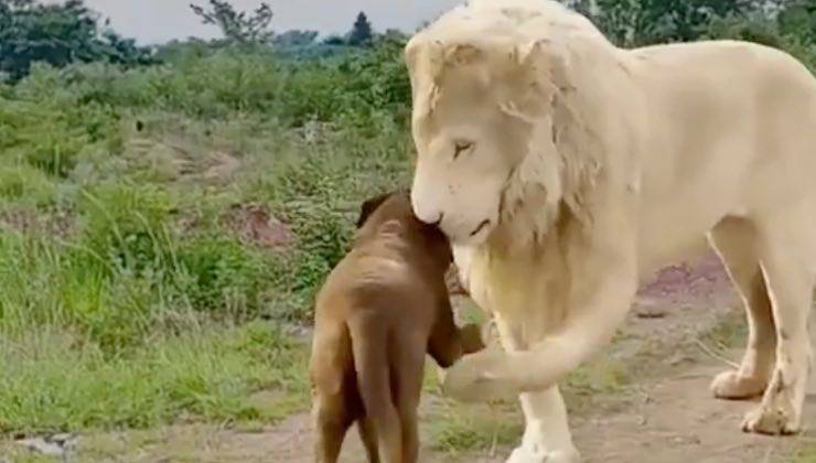 Leone bianco si avvicina al cane dal pelo marrone 