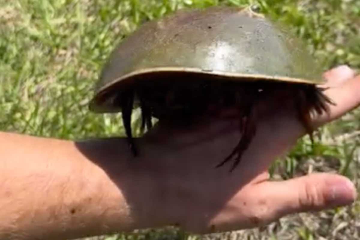 Limulo sulla mano di un uomo in giardino