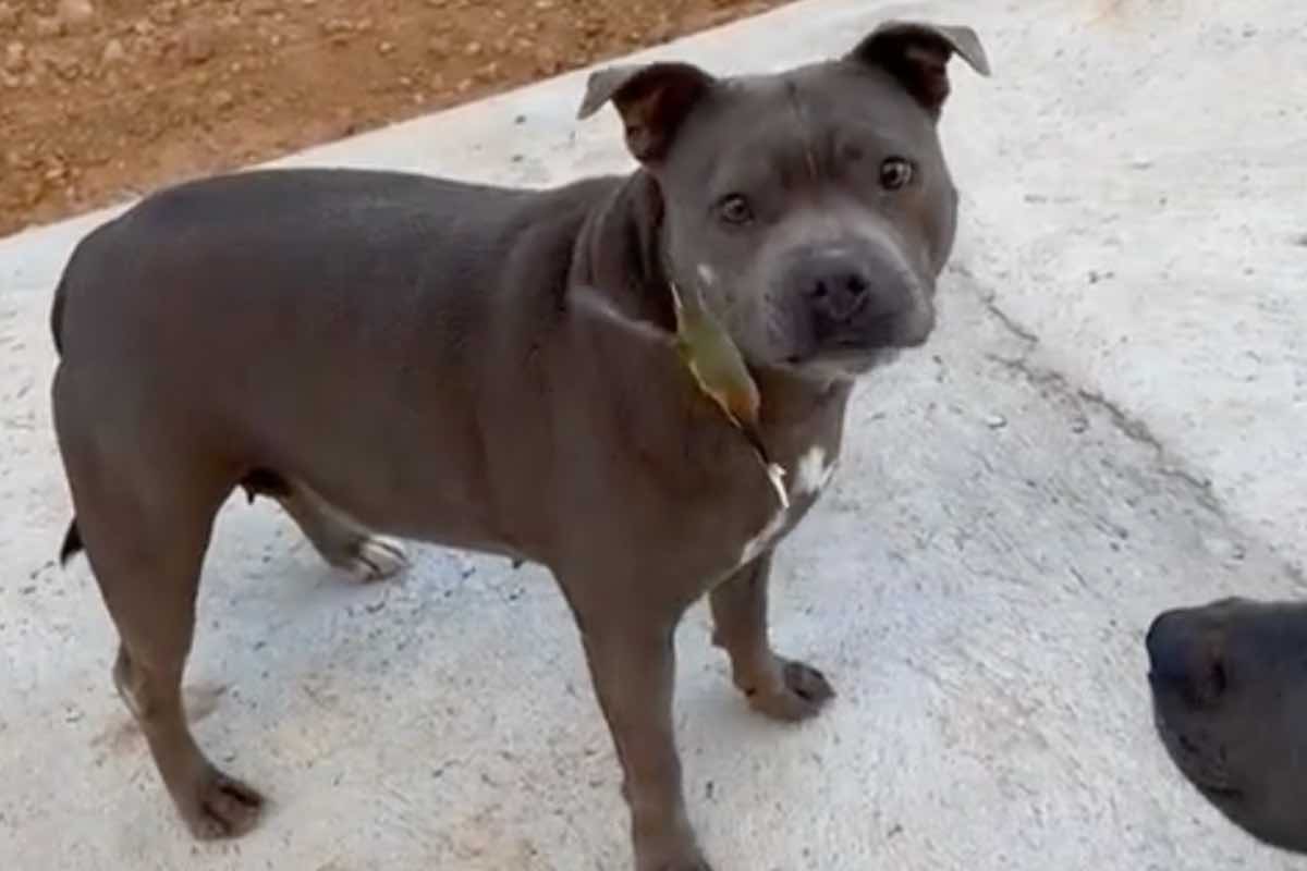 Pit bull guarda verso il colibrì in volo