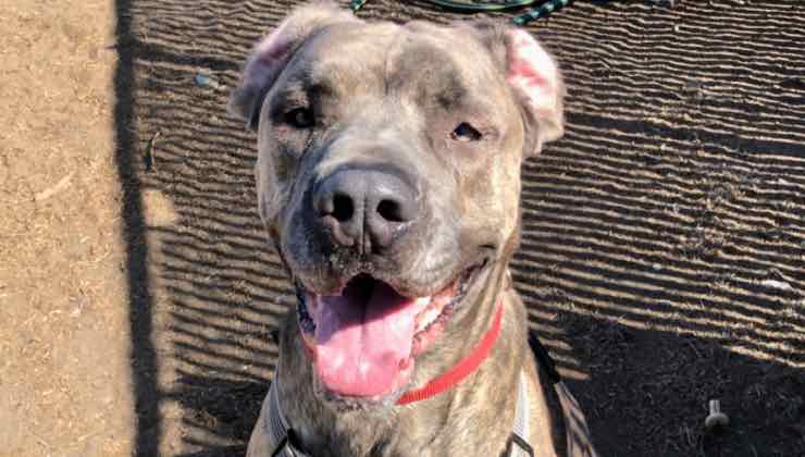 Cane sorridente fuori dal canile 