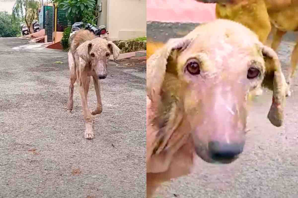 Era ridotto in condizioni così drammatiche che pensavano fosse un anziano, ma lui era solo un cucciolo