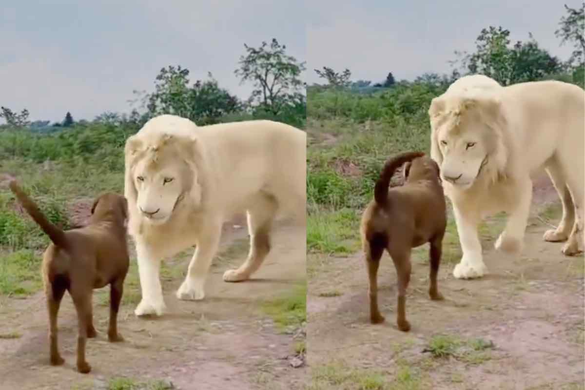 Il video che ha sconvolto il mondo, cane e leone bianco: la reazione è stupefacente