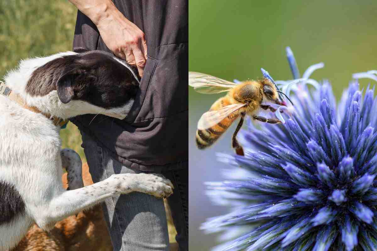 Loro sono dei veri specialisti, comprendono le malattie anche prima dei dottori