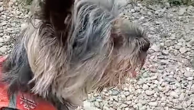 Cane di razza Yorkshire passeggia fuori casa 