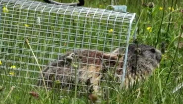 Marmotta liberata 