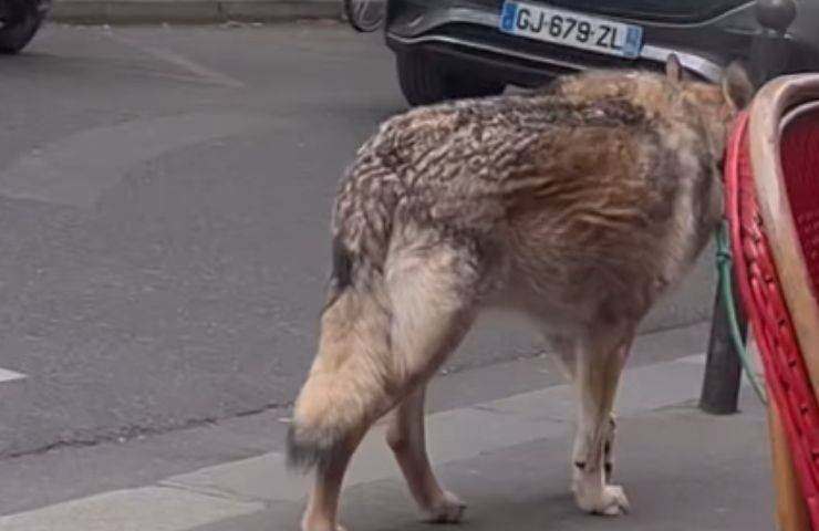 Cane lupo di spalle