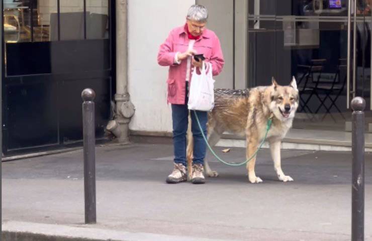 Signora e cane lupo