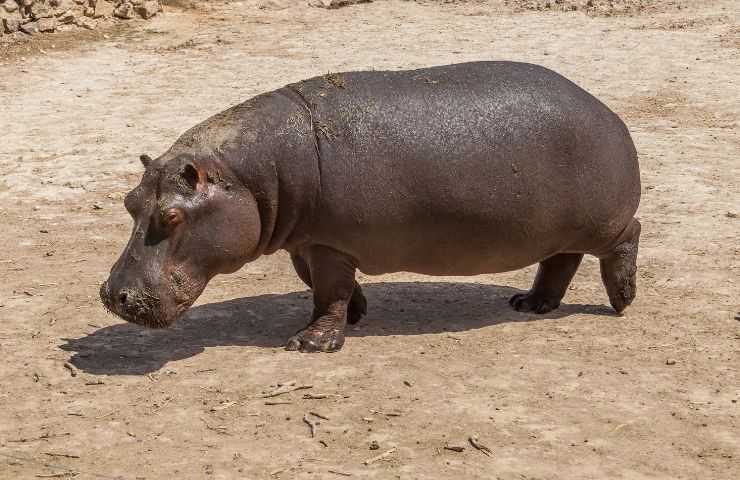 Ippopotamo sulla terraferma