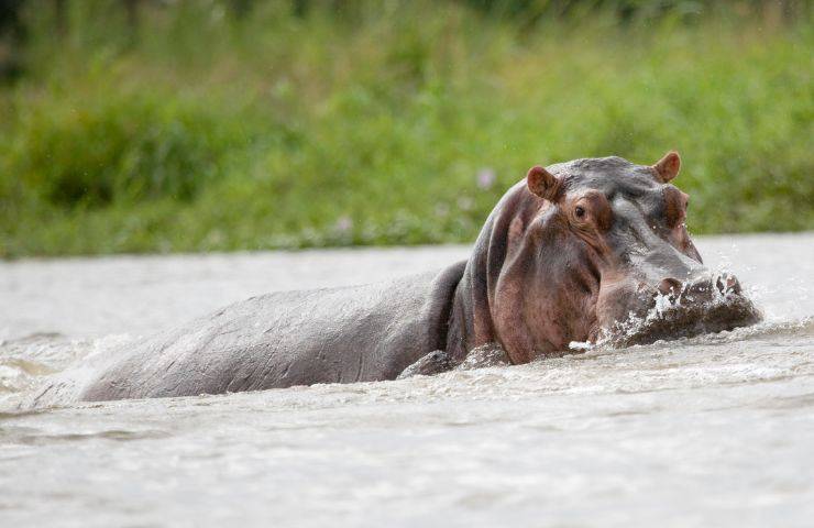 Ippopotamo immerso in acqua