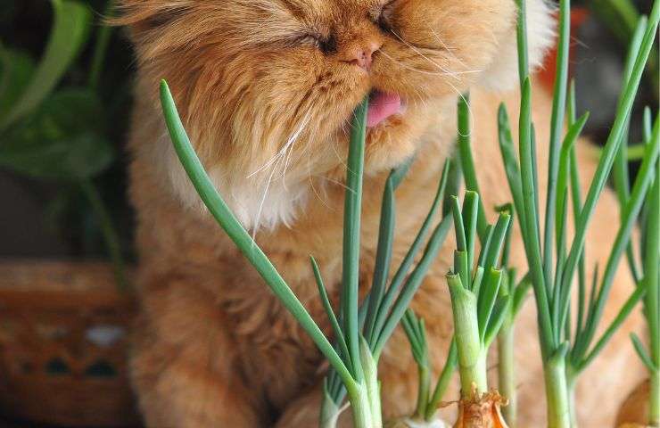 Gatto mangia cipolla