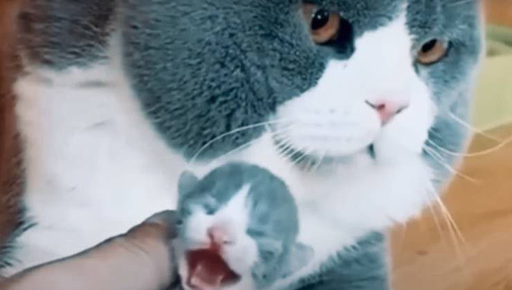 Papà gatto bianco e grigio con il suo piccolo felino 